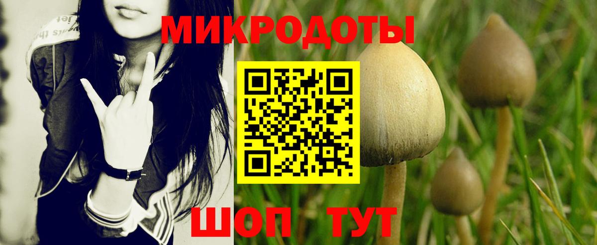 Псилоцибиновые грибы Psilocybe Клин
